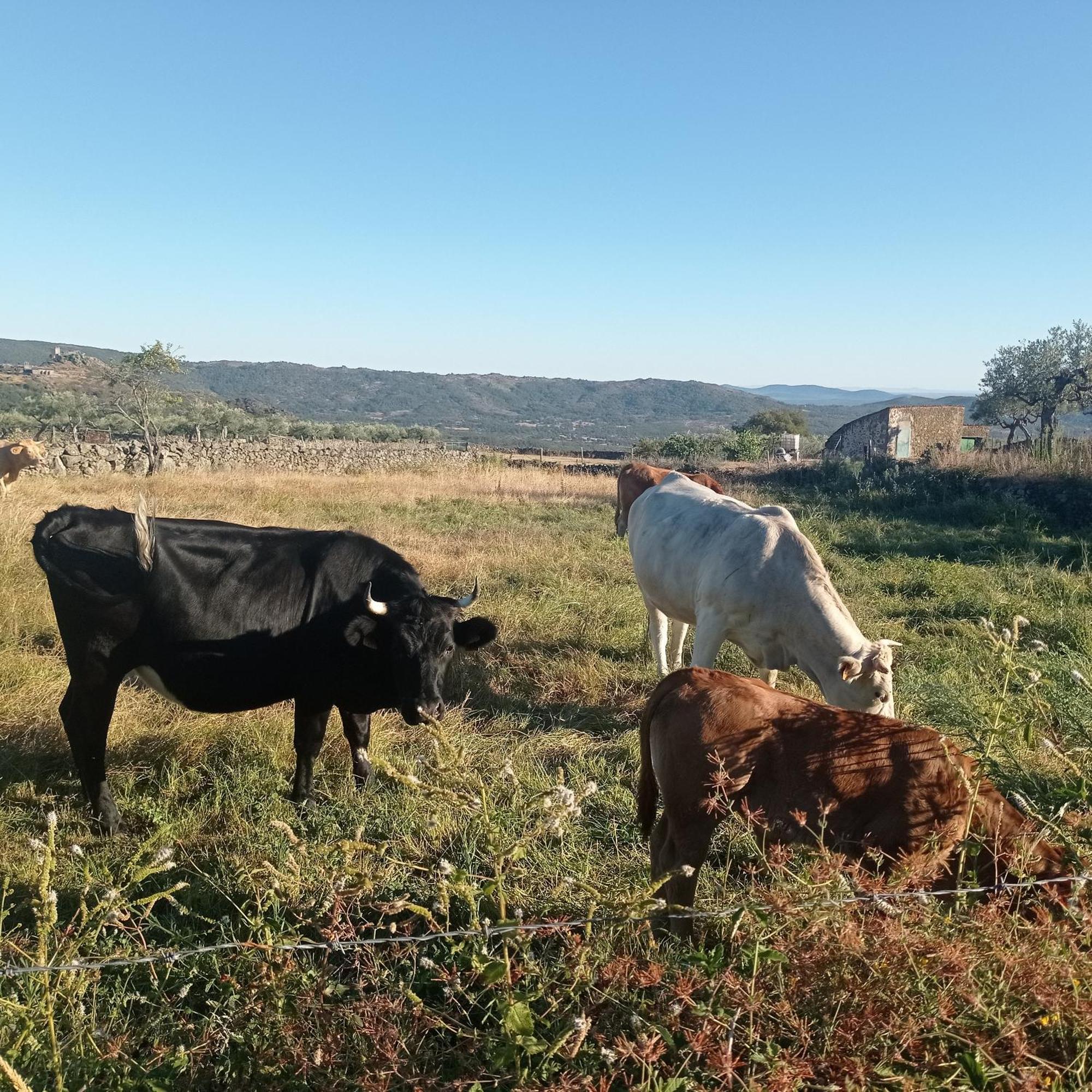 Casa Rural Vinas Perdidas Béjar Eksteriør bilde